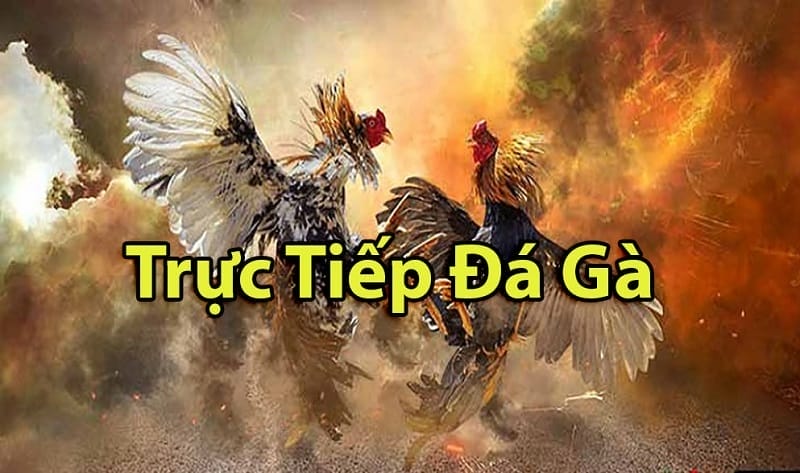 https://vizeer.live/tim-hieu-ve-da-ga-thomo-campuchia/